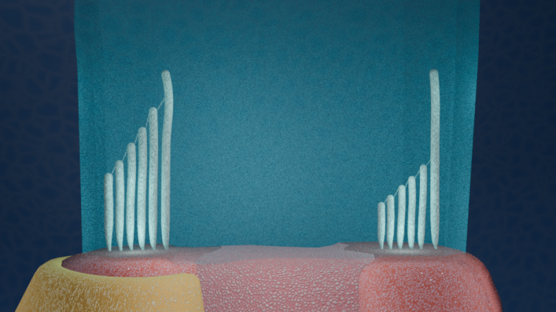 Haarzellen in Cupula - Blender-Still