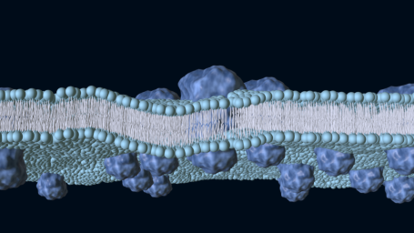 Darstellung einer Zellmembran mit Proteinen und Lipiden in blauem und grauem Hintergrund.