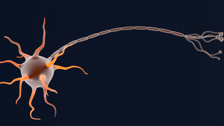 Eine schematische Darstellung einer Nervenzelle mit verzweigten Axonen.